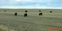 Bred Heifers - Nov 2002