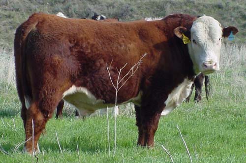 Madison P485